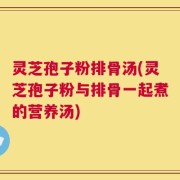 灵芝孢子粉排骨汤(灵芝孢子粉与排骨一起煮的营养汤)