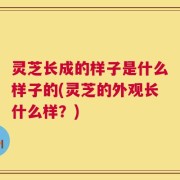 灵芝长成的样子是什么样子的(灵芝的外观长什么样？)