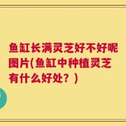 鱼缸长满灵芝好不好呢图片(鱼缸中种植灵芝有什么好处？)