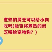 煮熟的灵芝可以给小狗吃吗(能否将煮熟的灵芝喂给宠物狗？)