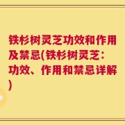 铁杉树灵芝功效和作用及禁忌(铁杉树灵芝：功效、作用和禁忌详解)