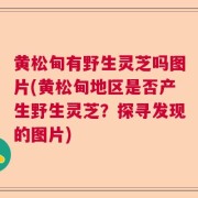 黄松甸有野生灵芝吗图片(黄松甸地区是否产生野生灵芝?探寻发现的图片)