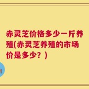 赤灵芝价格多少一斤养殖(赤灵芝养殖的市场价是多少？)