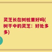 灵芝长在树桩里好吗(树干中的灵芝：好处多多)