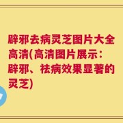 辟邪去病灵芝图片大全高清(高清图片展示：辟邪、祛病效果显著的灵芝)