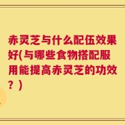 赤灵芝与什么配伍效果好(与哪些食物搭配服用能提高赤灵芝的功效？)