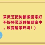 采灵芝把树都搬回家好不好将灵芝移植到家中，改变居家环境！)