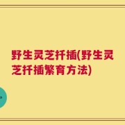 野生灵芝扦插(野生灵芝扦插繁育方法)