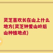 灵芝喜欢长在山上什么地方(灵芝钟爱山岭后山种植地点)