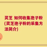 灵芝 如何收集孢子粉(灵芝孢子粉的采集方法简介)