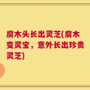 腐木头长出灵芝(腐木变灵宝，意外长出珍贵灵芝)