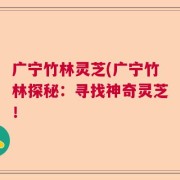 广宁竹林灵芝(广宁竹林探秘：寻找神奇灵芝！