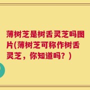 薄树芝是树舌灵芝吗图片(薄树芝可称作树舌灵芝，你知道吗？)