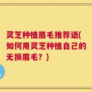 灵芝种植眉毛推荐语(如何用灵芝种植自己的无损眉毛？)