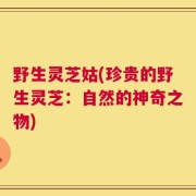 野生灵芝姑(珍贵的野生灵芝：自然的神奇之物)