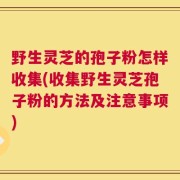 野生灵芝的孢子粉怎样收集(收集野生灵芝孢子粉的方法及注意事项)