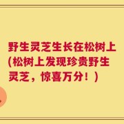 野生灵芝生长在松树上(松树上发现珍贵野生灵芝，惊喜万分！)