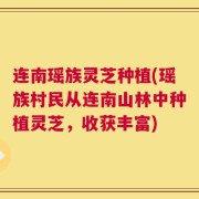 连南瑶族灵芝种植(瑶族村民从连南山林中种植灵芝，收获丰富)