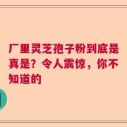 厂里灵芝孢子粉到底是真是？令人震惊，你不知道的