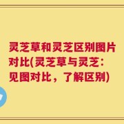 灵芝草和灵芝区别图片对比(灵芝草与灵芝：见图对比，了解区别)