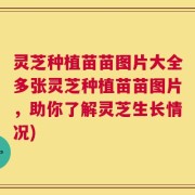 灵芝种植苗苗图片大全多张灵芝种植苗苗图片，助你了解灵芝生长情况)