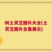 树土灵芝图片大全(土灵芝图片合集展示)