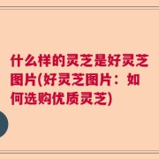 什么样的灵芝是好灵芝图片(好灵芝图片：如何选购优质灵芝)
