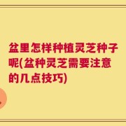 盆里怎样种植灵芝种子呢(盆种灵芝需要注意的几点技巧)