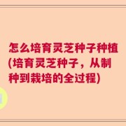 怎么培育灵芝种子种植(培育灵芝种子，从制种到栽培的全过程)