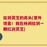 捡到灵芝的兆头(意外惊喜！我在林间捡到一颗红润灵芝)