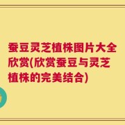 蚕豆灵芝植株图片大全欣赏(欣赏蚕豆与灵芝植株的完美结合)