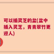 可以插灵芝的盆(盆中插入灵芝，青青翠竹更迎人)