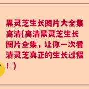 黑灵芝生长图片大全集高清(高清黑灵芝生长图片全集，让你一次看清灵芝真正的生长过程！)