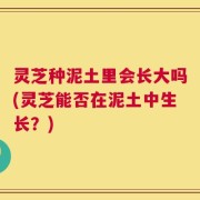灵芝种泥土里会长大吗(灵芝能否在泥土中生长？)