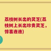 荔枝树长出的灵芝(荔枝树上长出珍贵灵芝，惊喜连连)