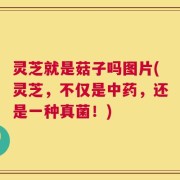 灵芝就是菇子吗图片(灵芝，不仅是中药，还是一种真菌！)