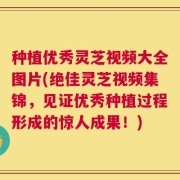 种植优秀灵芝视频大全图片(绝佳灵芝视频集锦，见证优秀种植过程形成的惊人成果！)