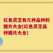 红色灵芝有几种品种的图片大全(红色灵芝品种图片大全)