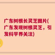 广东树根长灵芝图片(广东发现树根灵芝，引发科学界关注)
