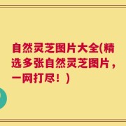 自然灵芝图片大全(精选多张自然灵芝图片，一网打尽！)