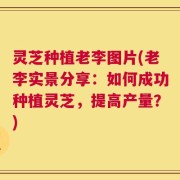 灵芝种植老李图片(老李实景分享：如何成功种植灵芝，提高产量？)