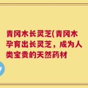 青冈木长灵芝(青冈木孕育出长灵芝，成为人类宝贵的天然药材