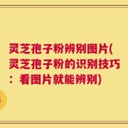 灵芝孢子粉辨别图片(灵芝孢子粉的识别技巧：看图片就能辨别)