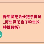 野生灵芝会长孢子粉吗_野生灵芝孢子粉生长特性解析)