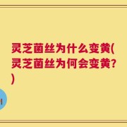灵芝菌丝为什么变黄(灵芝菌丝为何会变黄？)