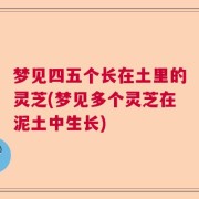 梦见四五个长在土里的灵芝(梦见多个灵芝在泥土中生长)