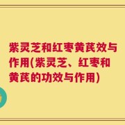 紫灵芝和红枣黄芪效与作用(紫灵芝、红枣和黄芪的功效与作用)