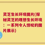 灵芝生长环境图片(探秘灵芝的理想生长环境：一系列令人惊叹的图片展示)