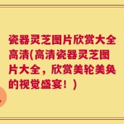 瓷器灵芝图片欣赏大全高清(高清瓷器灵芝图片大全，欣赏美轮美奂的视觉盛宴！)