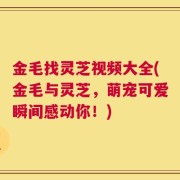金毛找灵芝视频大全(金毛与灵芝，萌宠可爱瞬间感动你！)